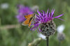 Small skipper butterfly
