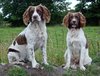 English Springer Spaniels