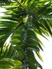 Vanilla Vine