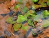 Frogs in water