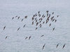 Flying in Unison