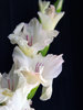 Gladiolus