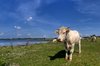 Cattle - HDR