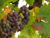 Grape