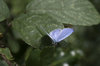 Holly blue butterfly