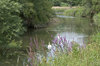 Summer River