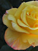 tinged with pink