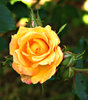 garden gold