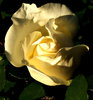 opening to the light