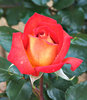 rosy red