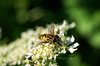 Bee macro