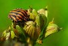 Beetle macro