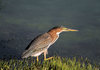 Chasing a Green Heron