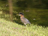 Chasing a Green Heron