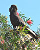 black cockatoo