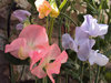 Sweet Peas