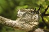 Baby Hummingbirds in a Nest