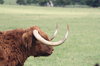 Highland Cow