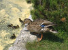 duck and ducklings