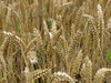 wheat
