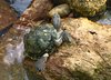 Red Eared Slider
