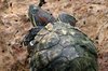 Red Eared Slider
