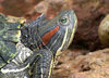 Red Eared Slider