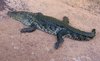 Crocodile