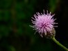 thistle