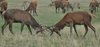 Deers play fighting
