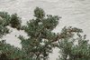 Sea-buckthorn Plants
