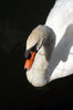 Swan