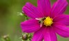 Bee on flower