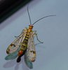 macro fly