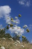 umbellifer flowers