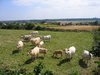 cows