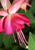 Pink Fuschia and Ant
