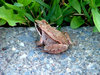 Little toad