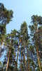 Belarusian Forest