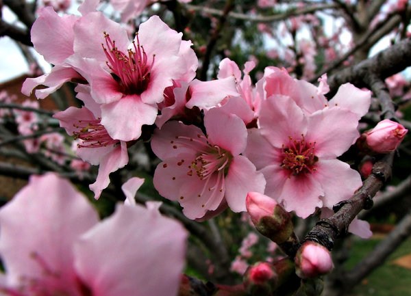 What is a flowering plum tree?