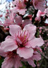 flowering plum tree