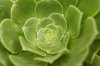 natural rosette