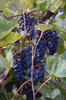 Grape Vine