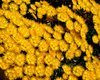 fine feathered flowers