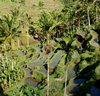 rice terraces