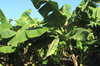 Banana plantation