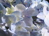 White and blue