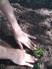 Gardening 1