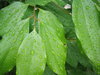 Wet leaves