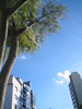 Skylines